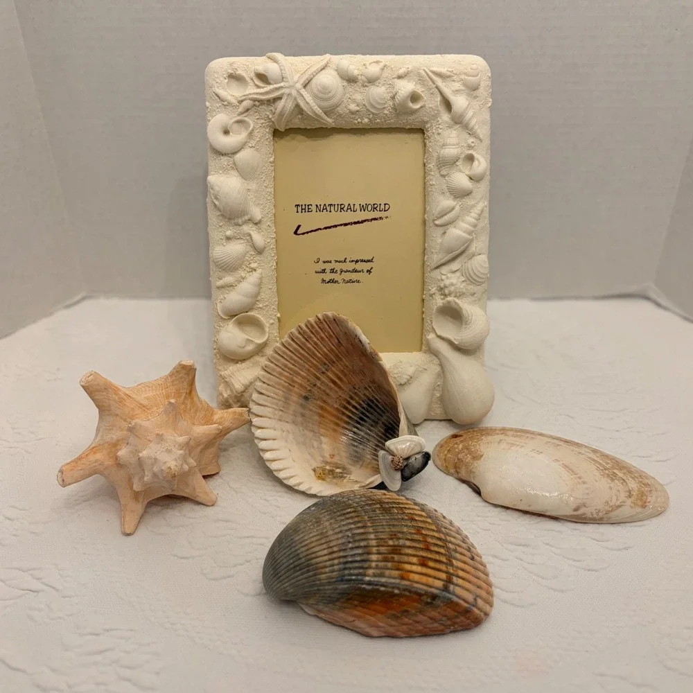 The Natural World Coastal Seashell Picture Frame & 4 Natural Shell Decor Conch